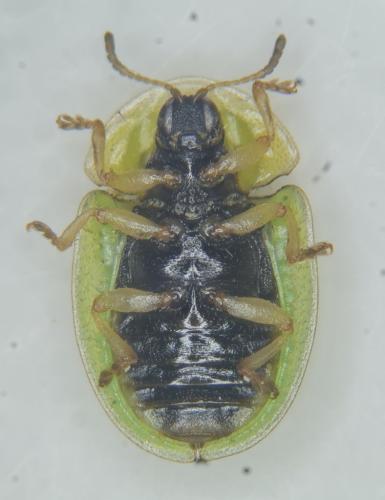 Réf. 331 964 : Cassida sp.